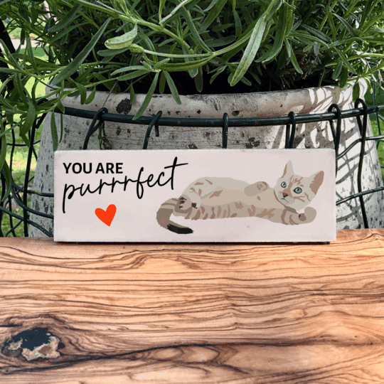 You are purrrfect